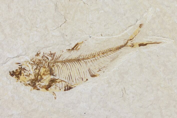 Diplomystus Fossil Fish - Wyoming #101180